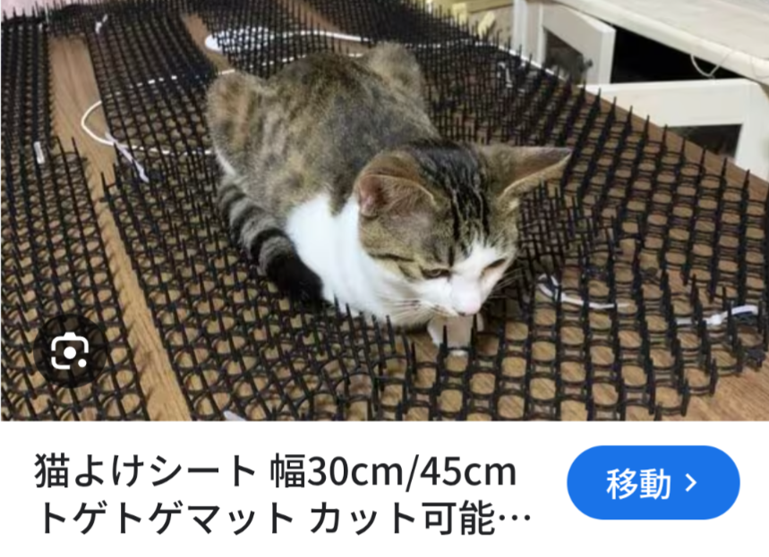 車に猫が乗る
