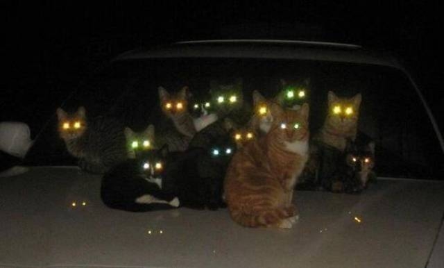 車に猫が乗る