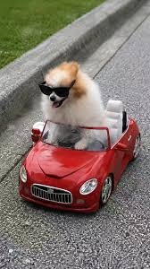 犬を飼っている人、車は何に乗っていますか?