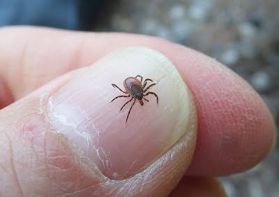 ダニに刺されて気が狂いそう