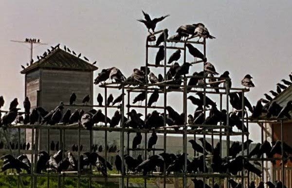 鳥の画像だけでどの作品か当てるトピ