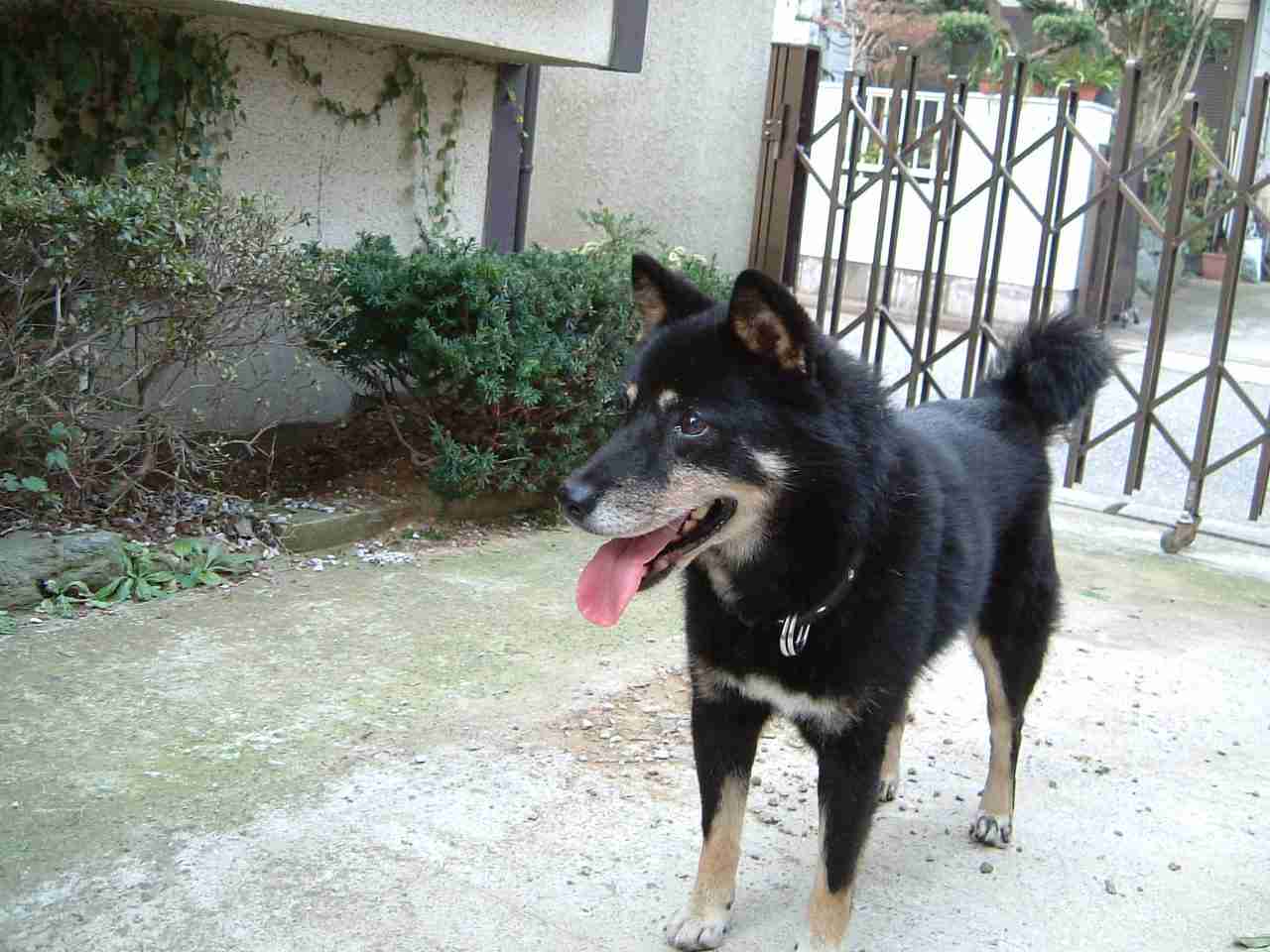 柴犬好きな人
