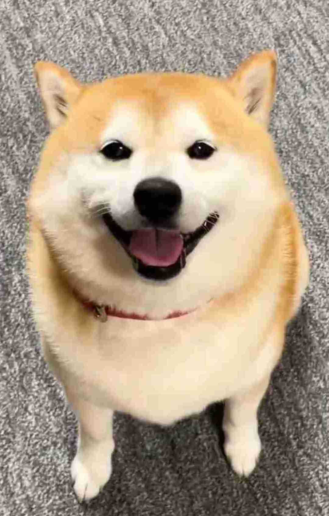 柴犬好きな人