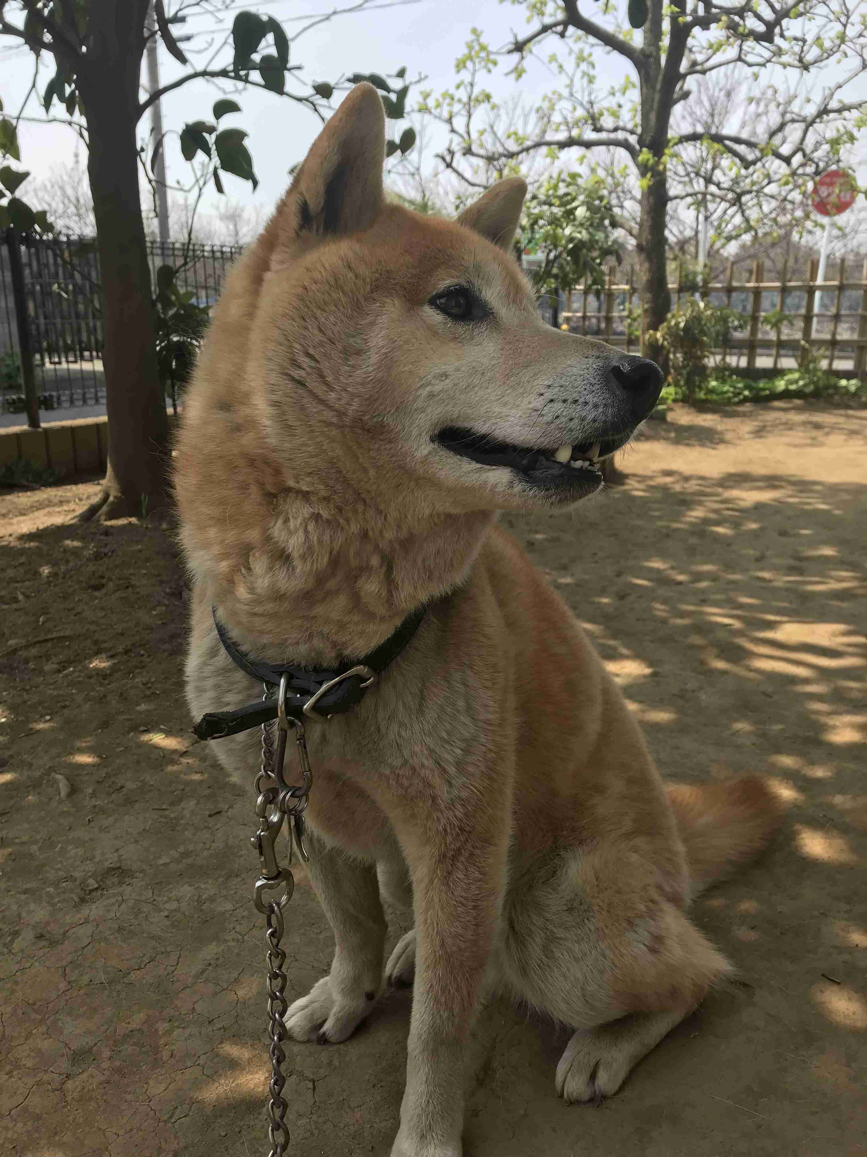 柴犬好きな人