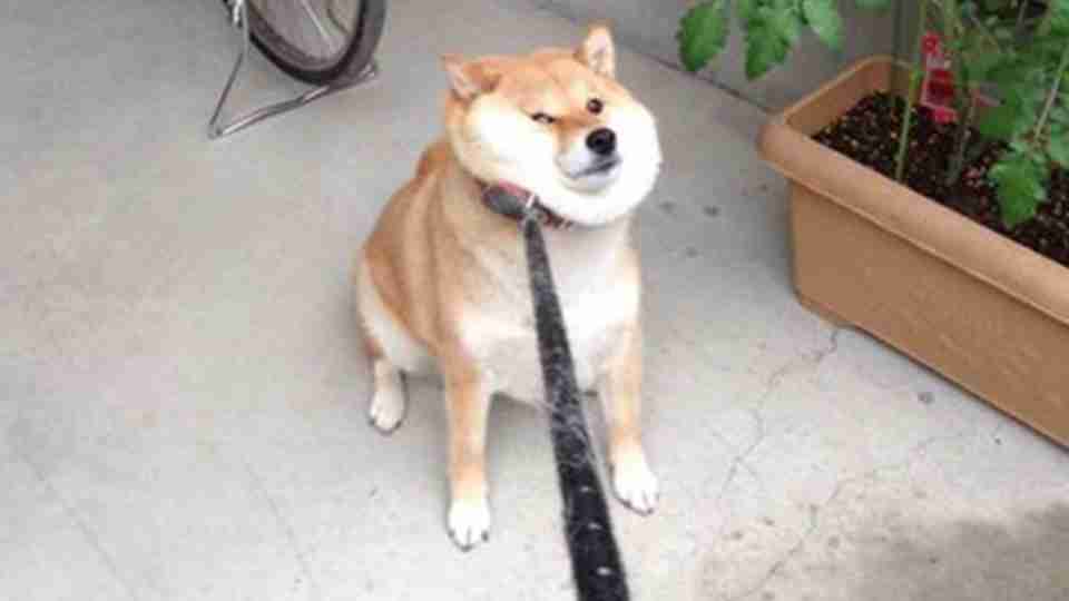柴犬好きな人