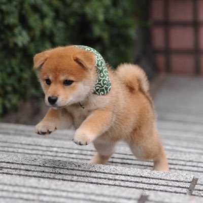 柴犬好きな人