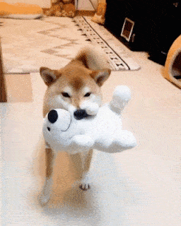 柴犬好きな人