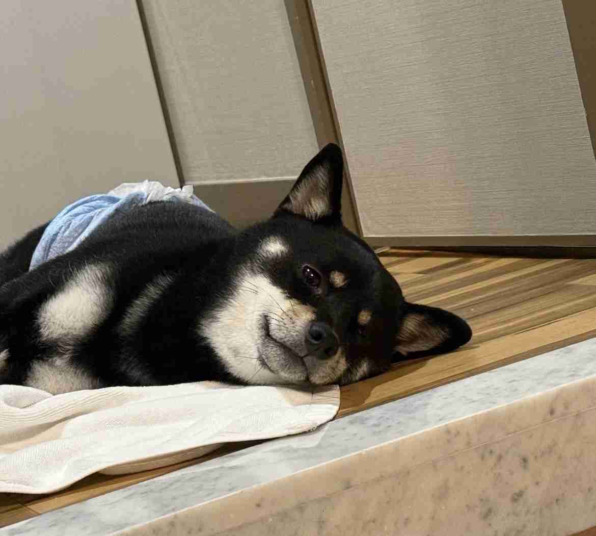 柴犬好きな人