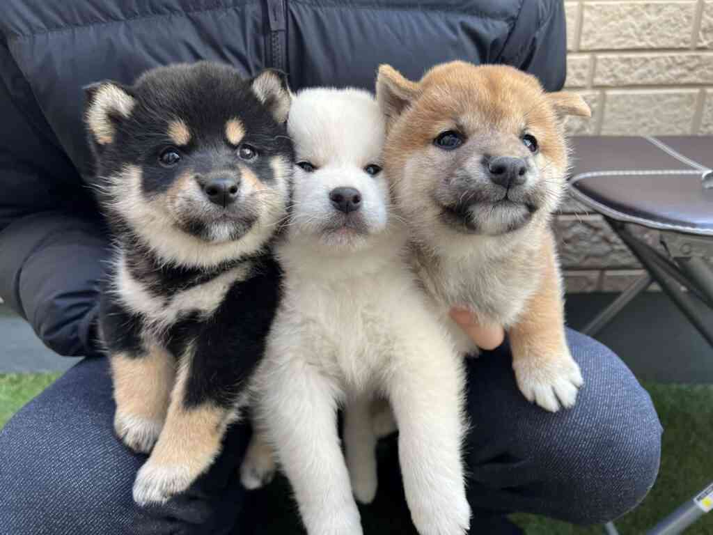 柴犬好きな人