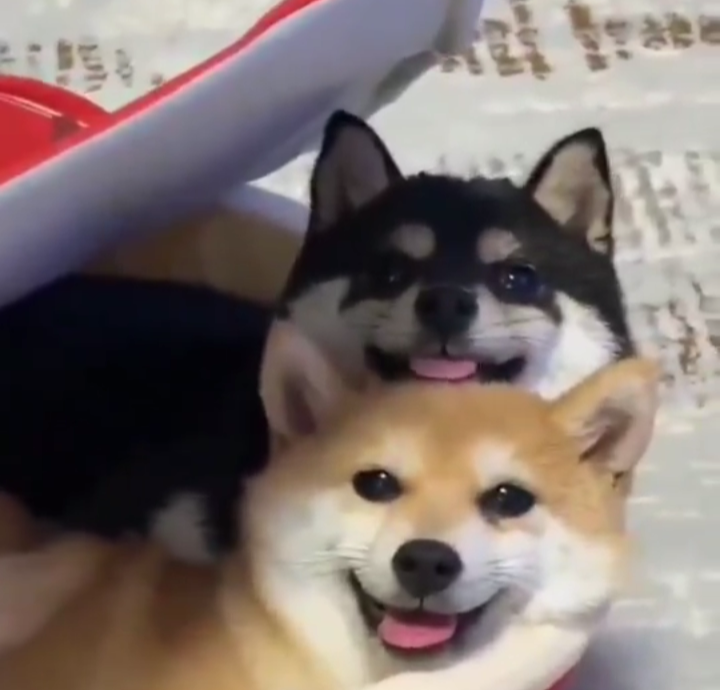 柴犬好きな人
