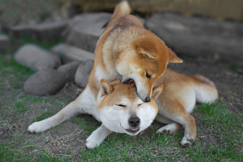 柴犬好きな人