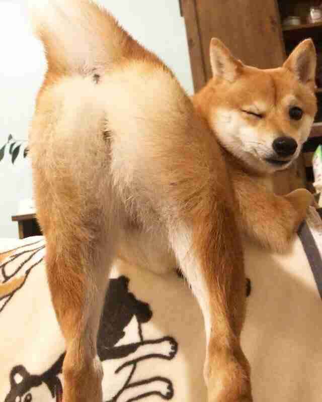 柴犬好きな人