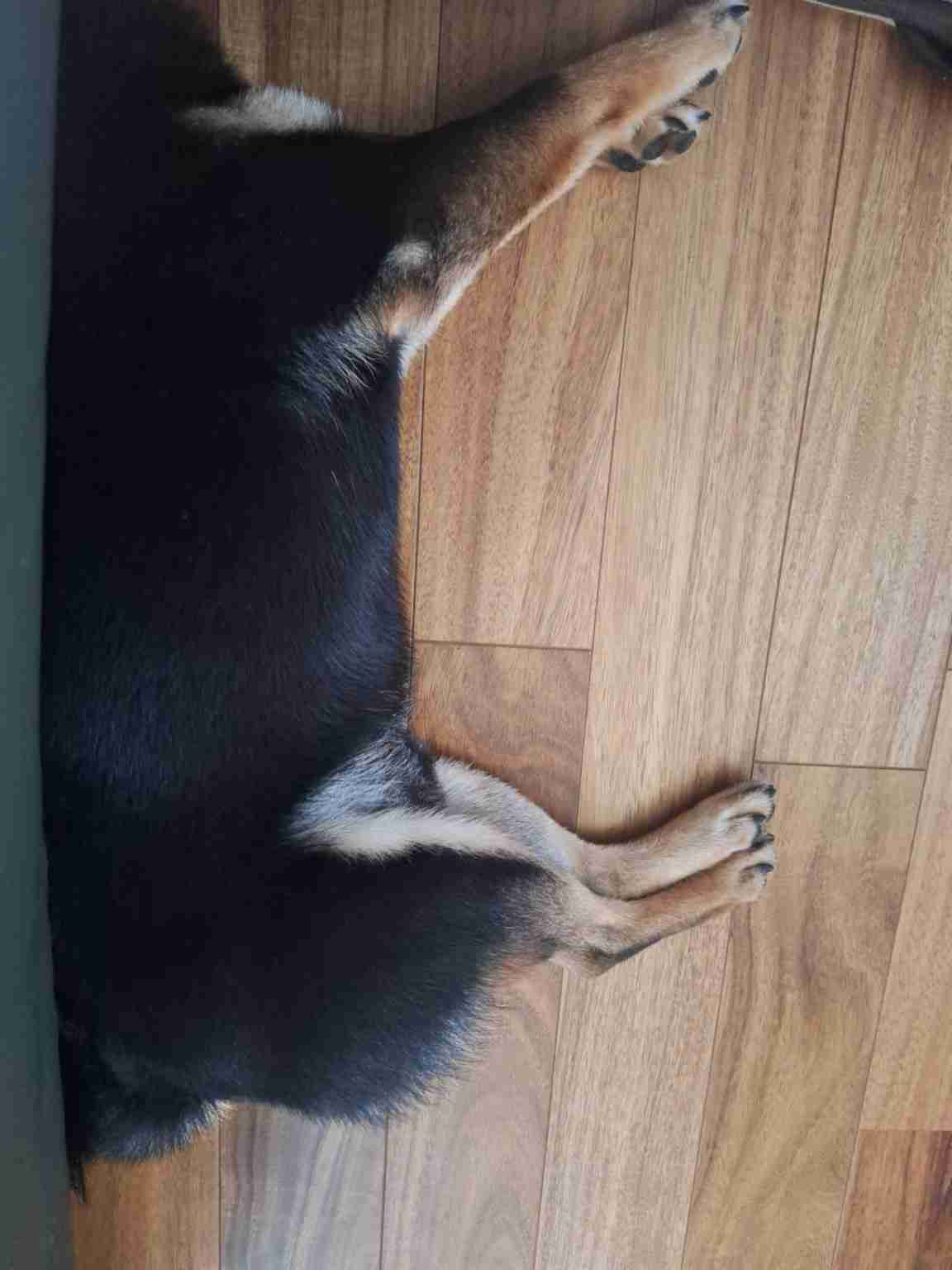 柴犬好きな人