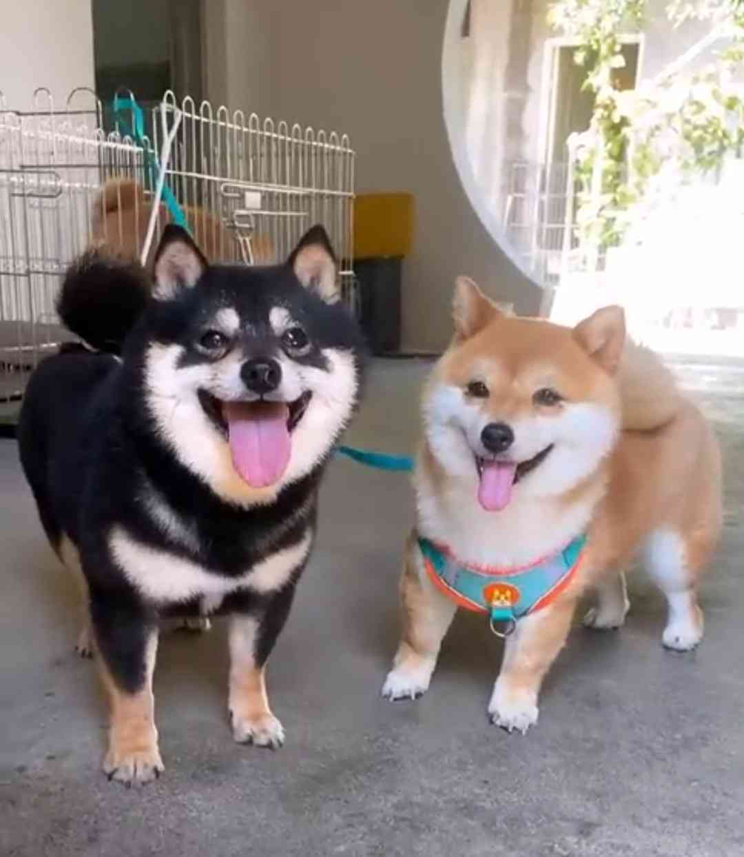 柴犬好きな人