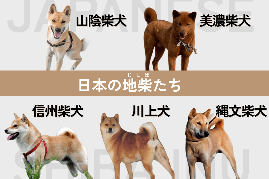 柴犬好きな人