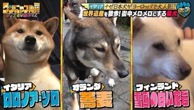柴犬好きな人