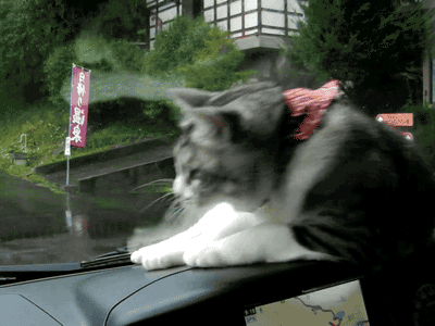 ペットや動物に関する不思議な話
