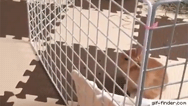 ペットや動物に関する不思議な話