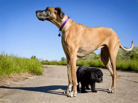 大型犬を飼ってみたい。