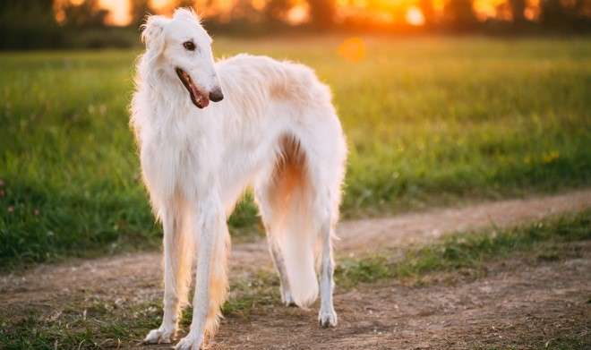大型犬を飼ってみたい。