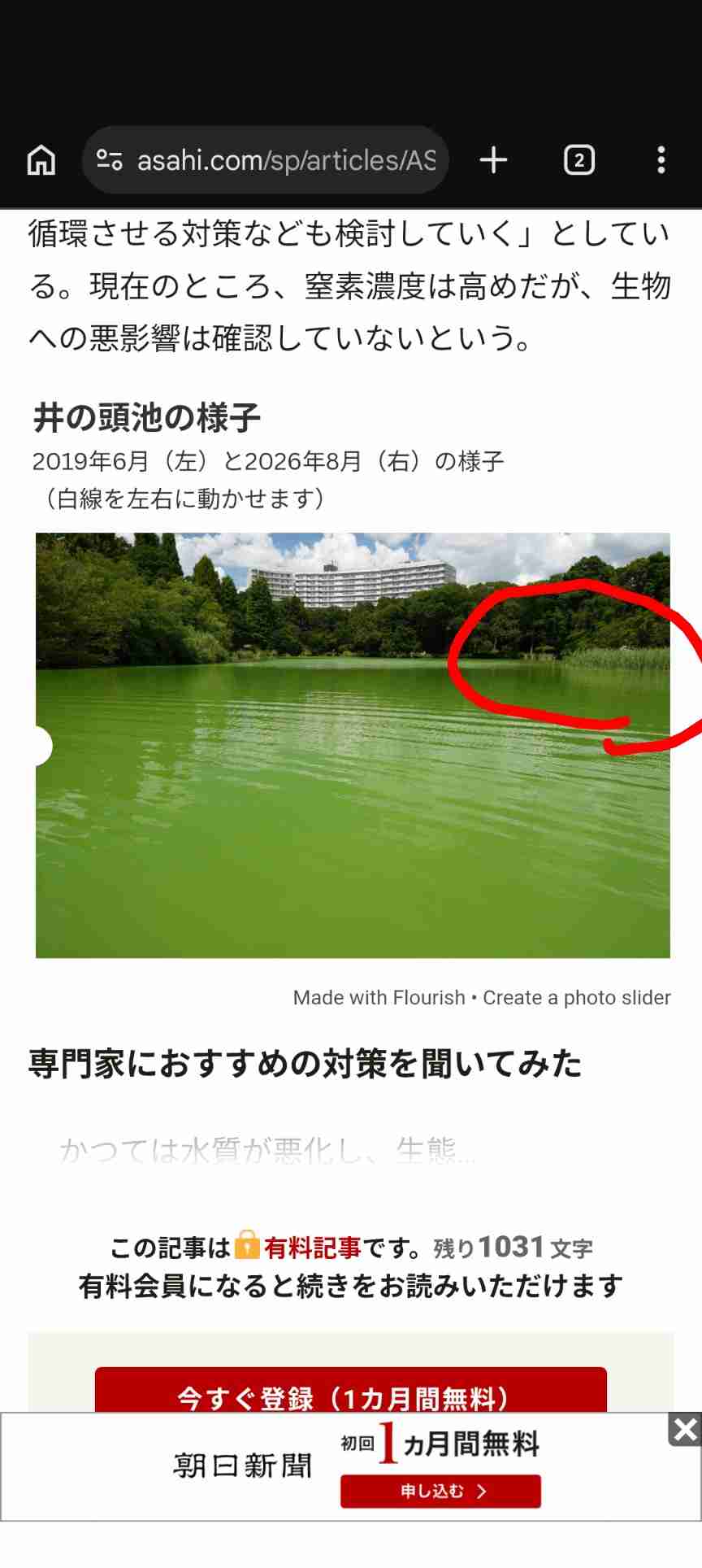 「モネの池」が抹茶のよう かいぼりで水質改善後にアオコ 影響は?