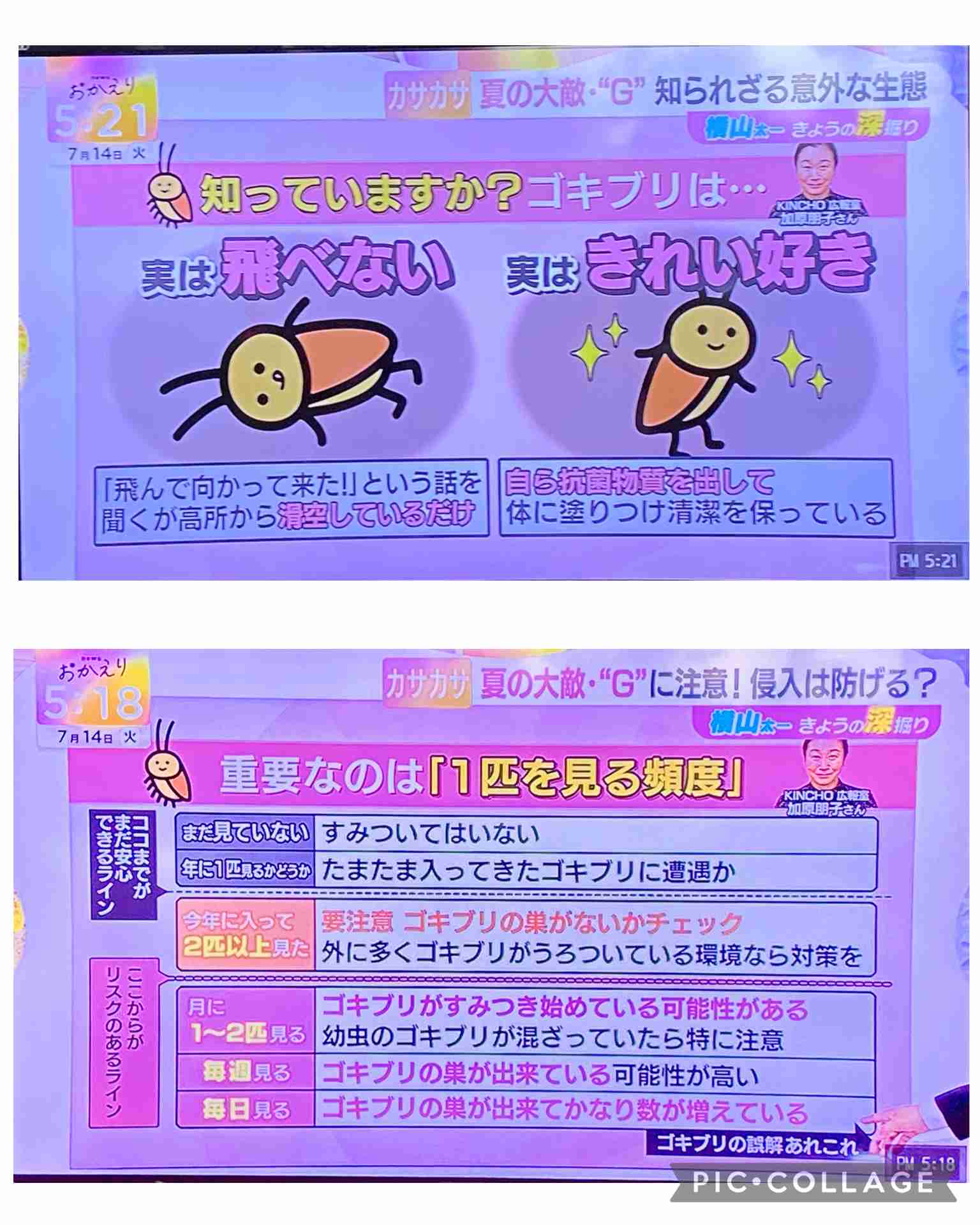 【ネタ可】何故Ｇの存在はすぐ気付けてしまうのか