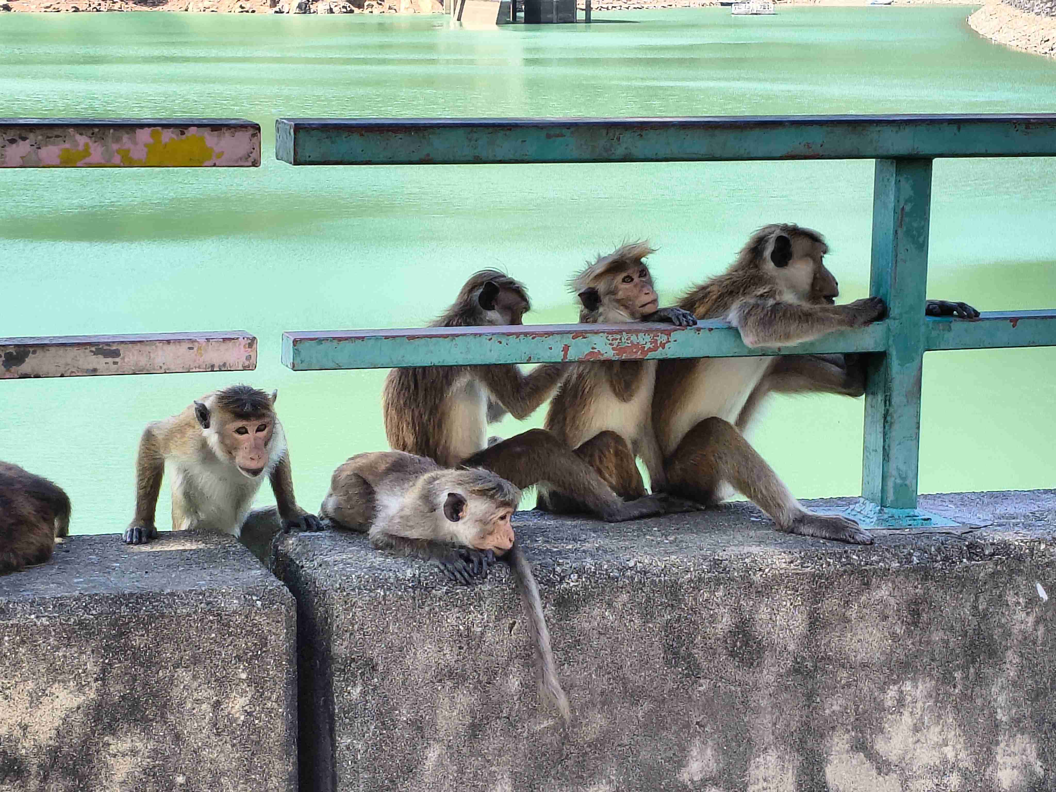 いろんな集合写真を貼っていくトピ