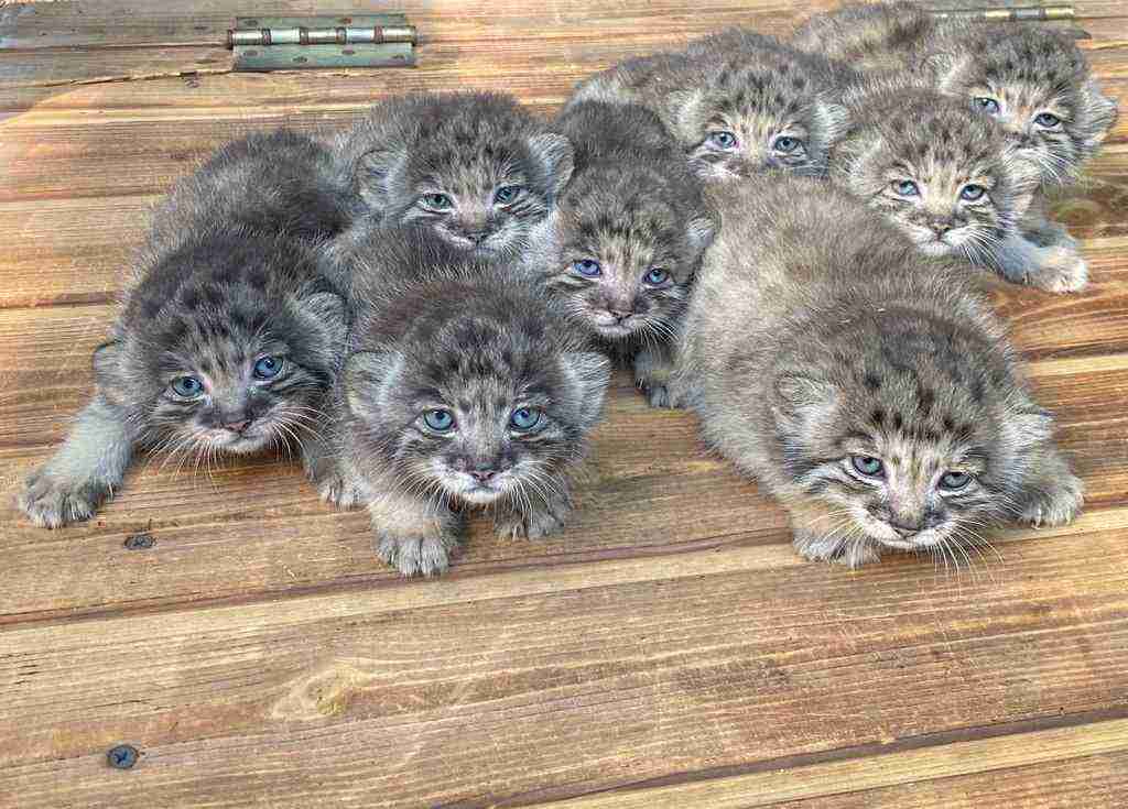 いろんな集合写真を貼っていくトピ