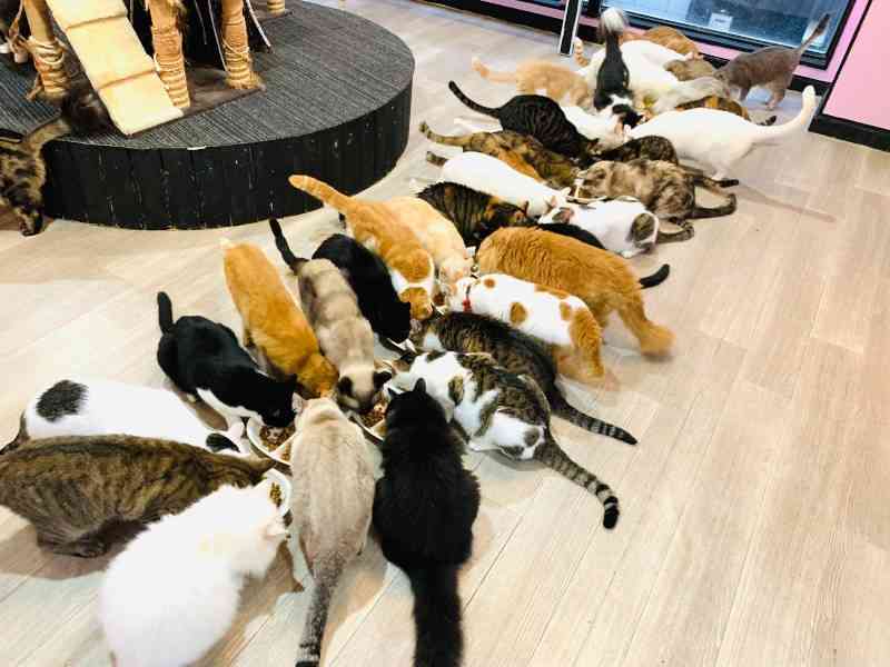 犬と猫の多頭飼いについて
