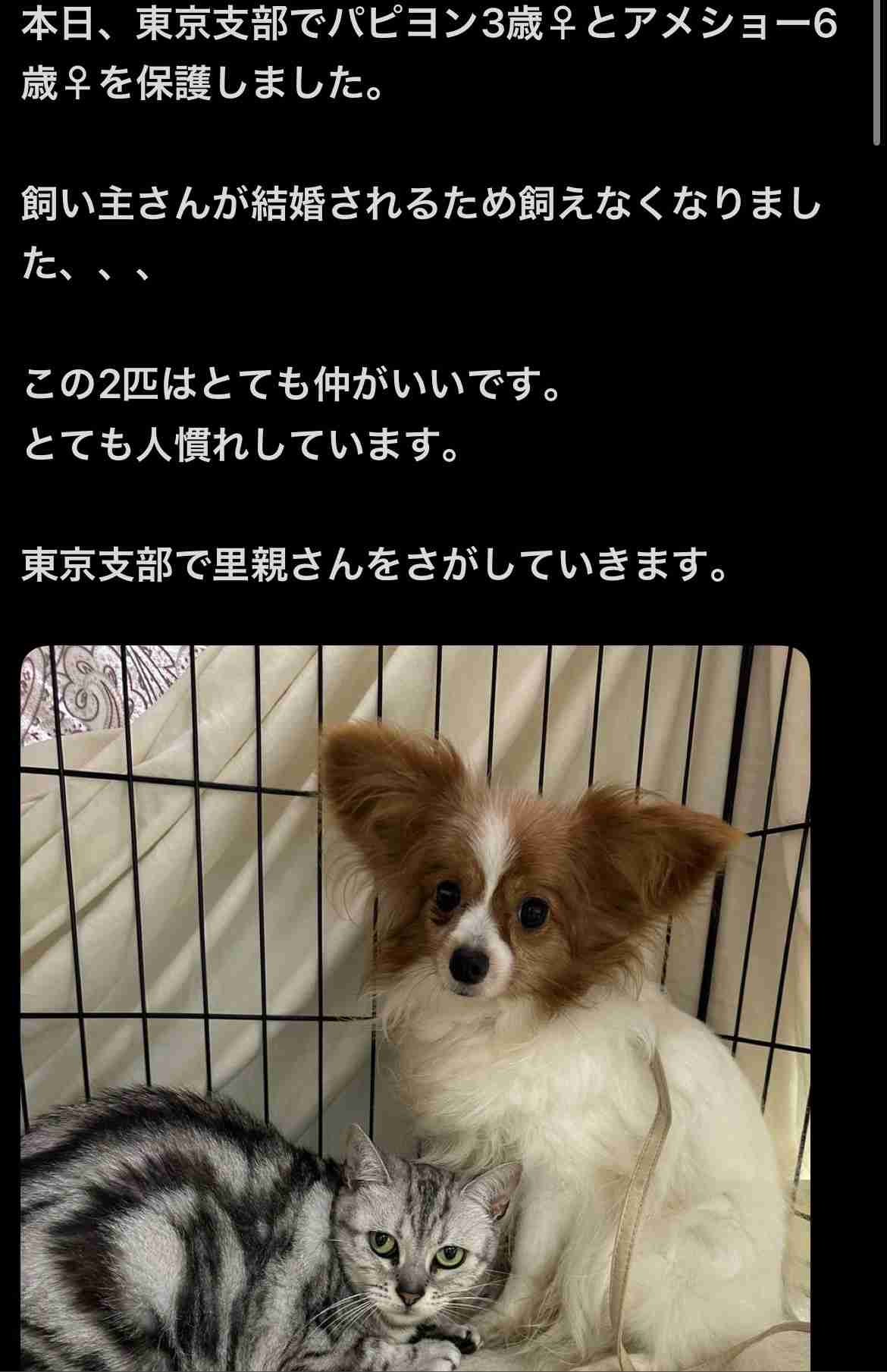 犬と猫の多頭飼いについて