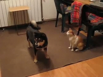 犬と猫の多頭飼いについて