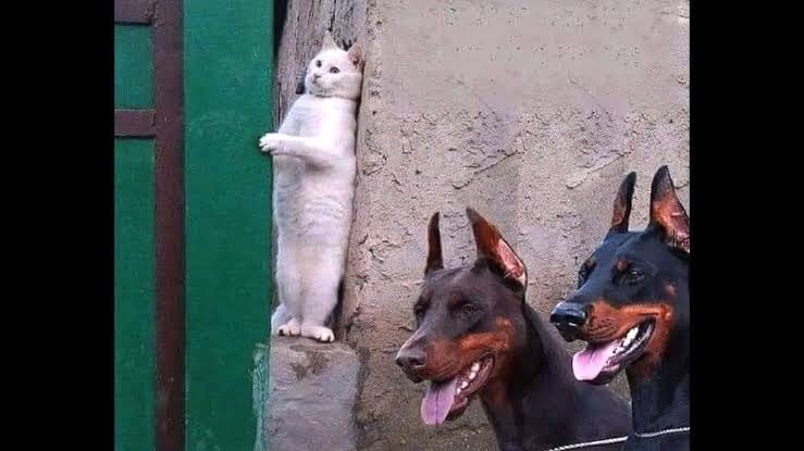 犬と猫の多頭飼いについて