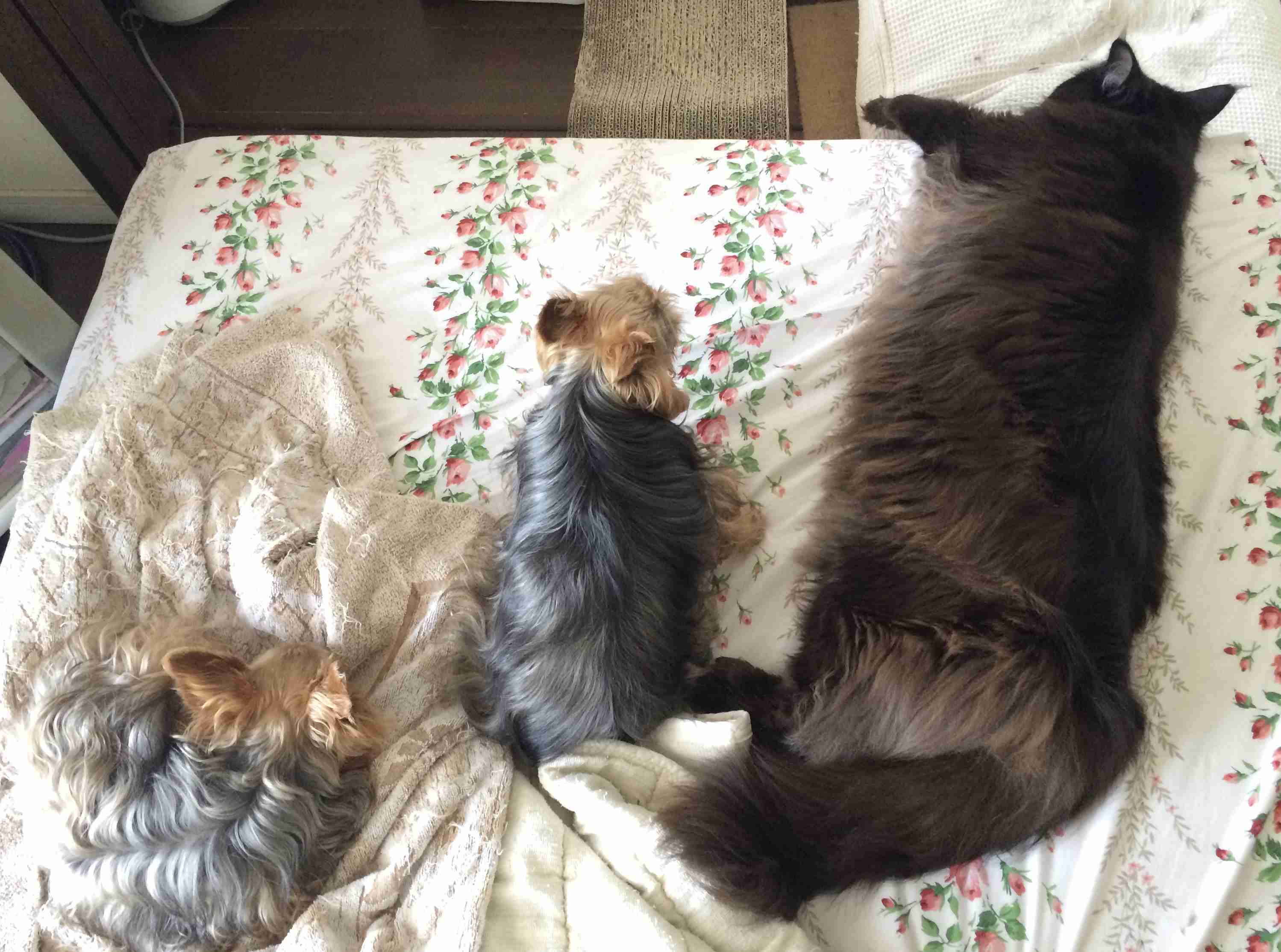 犬と猫の多頭飼いについて