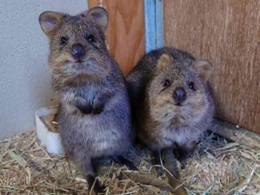 可愛くて好きなもの