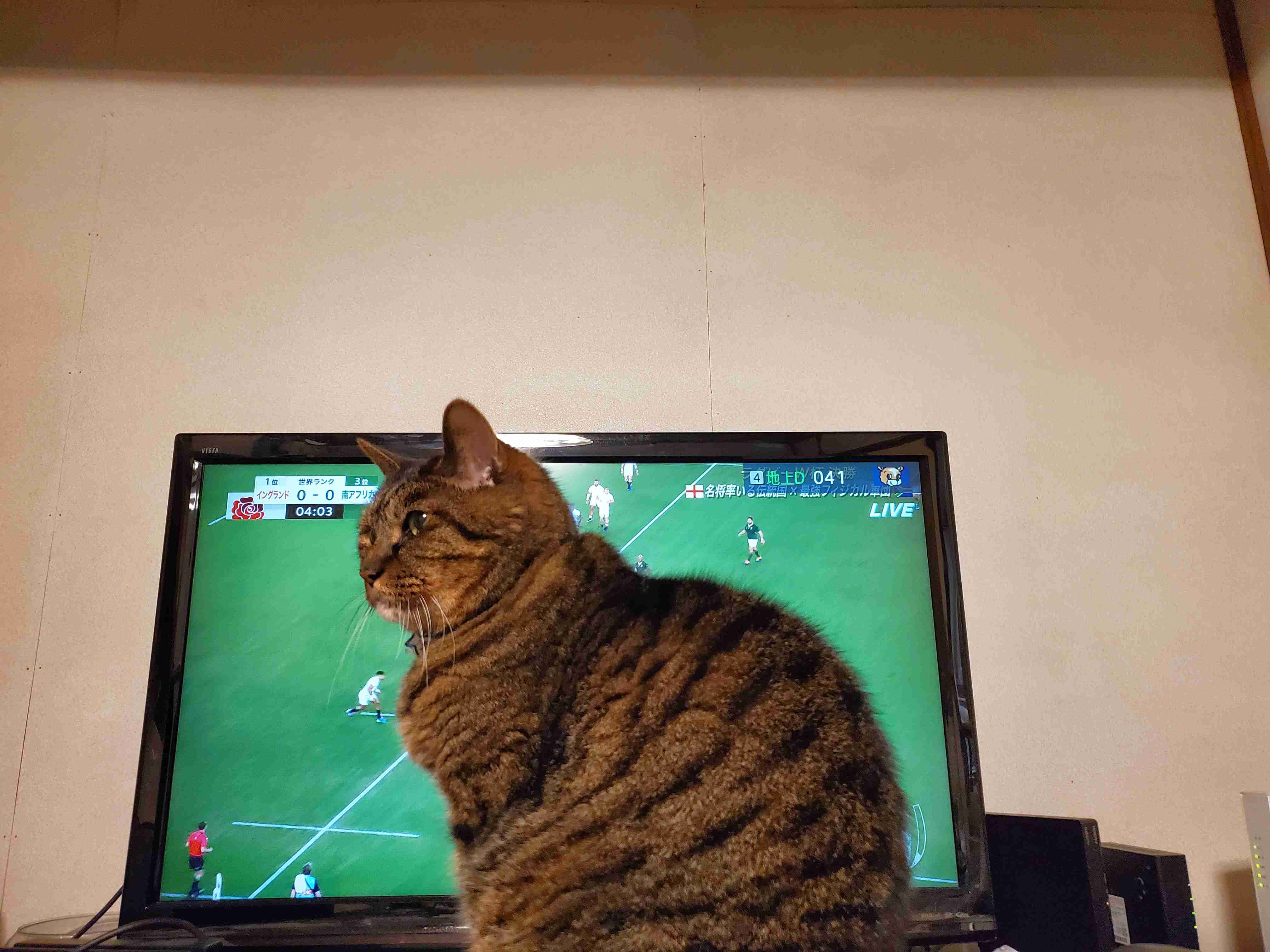 家でスポーツ観戦してるときあるある