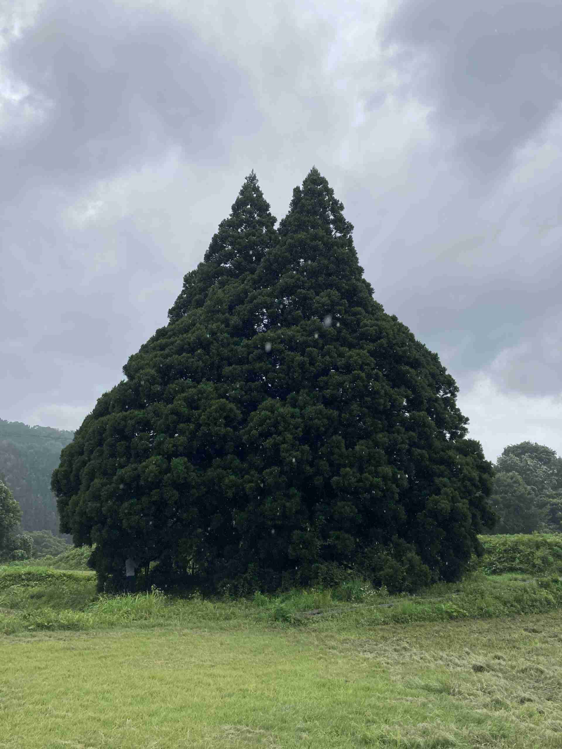 ジブリパークのオススメ
