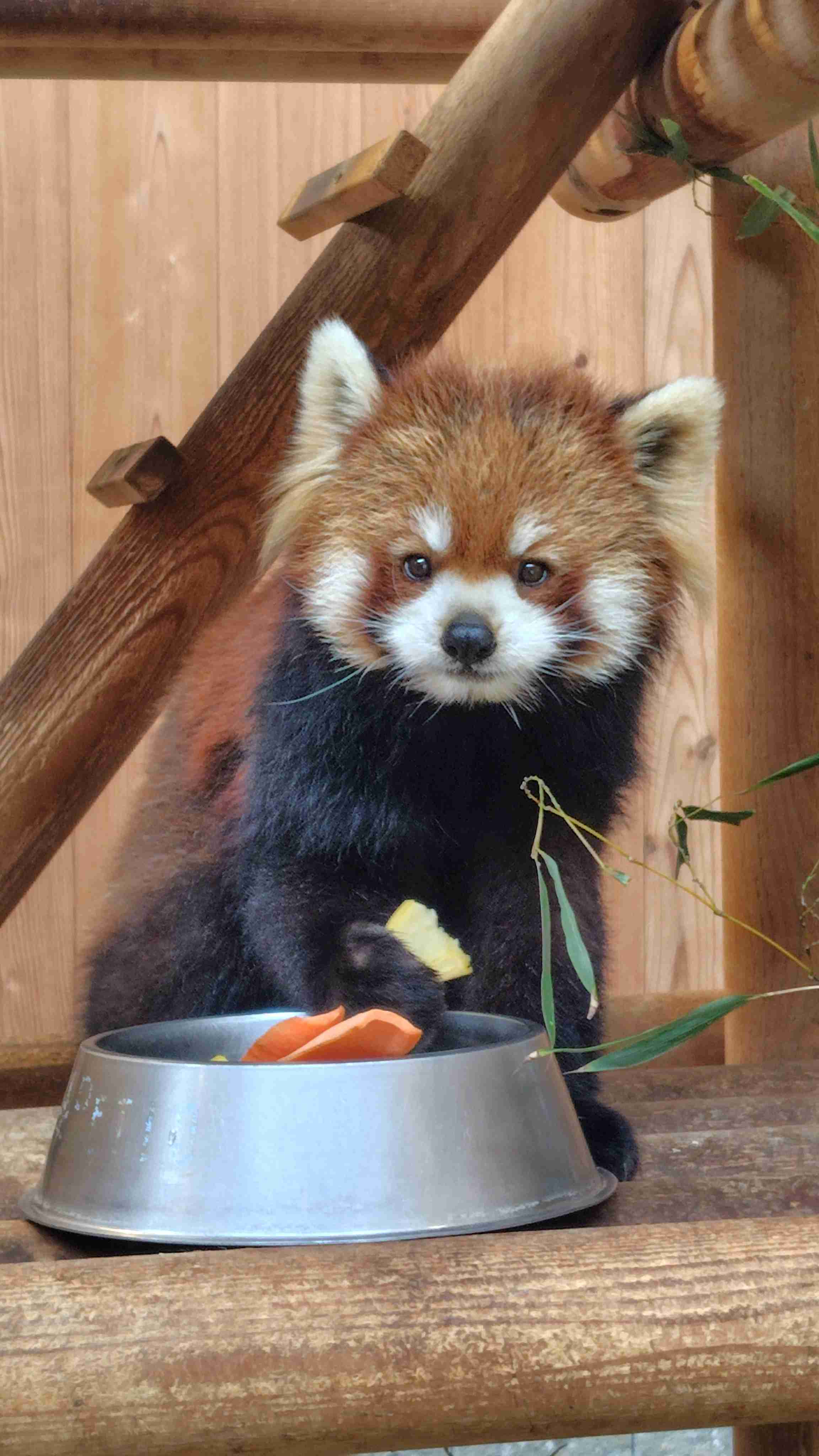 レッサーパンダ好きな人