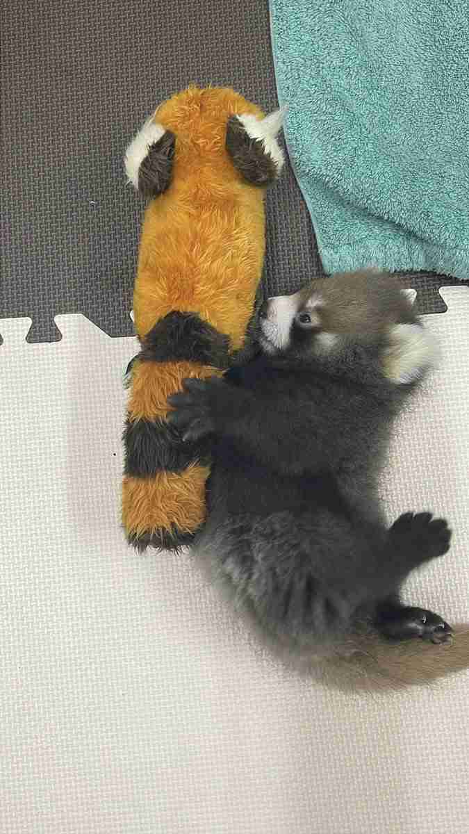 レッサーパンダ好きな人