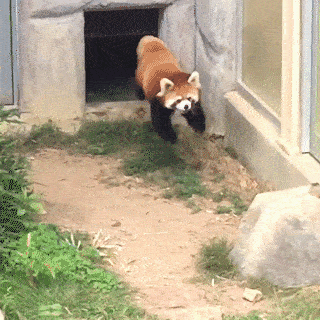 レッサーパンダ好きな人