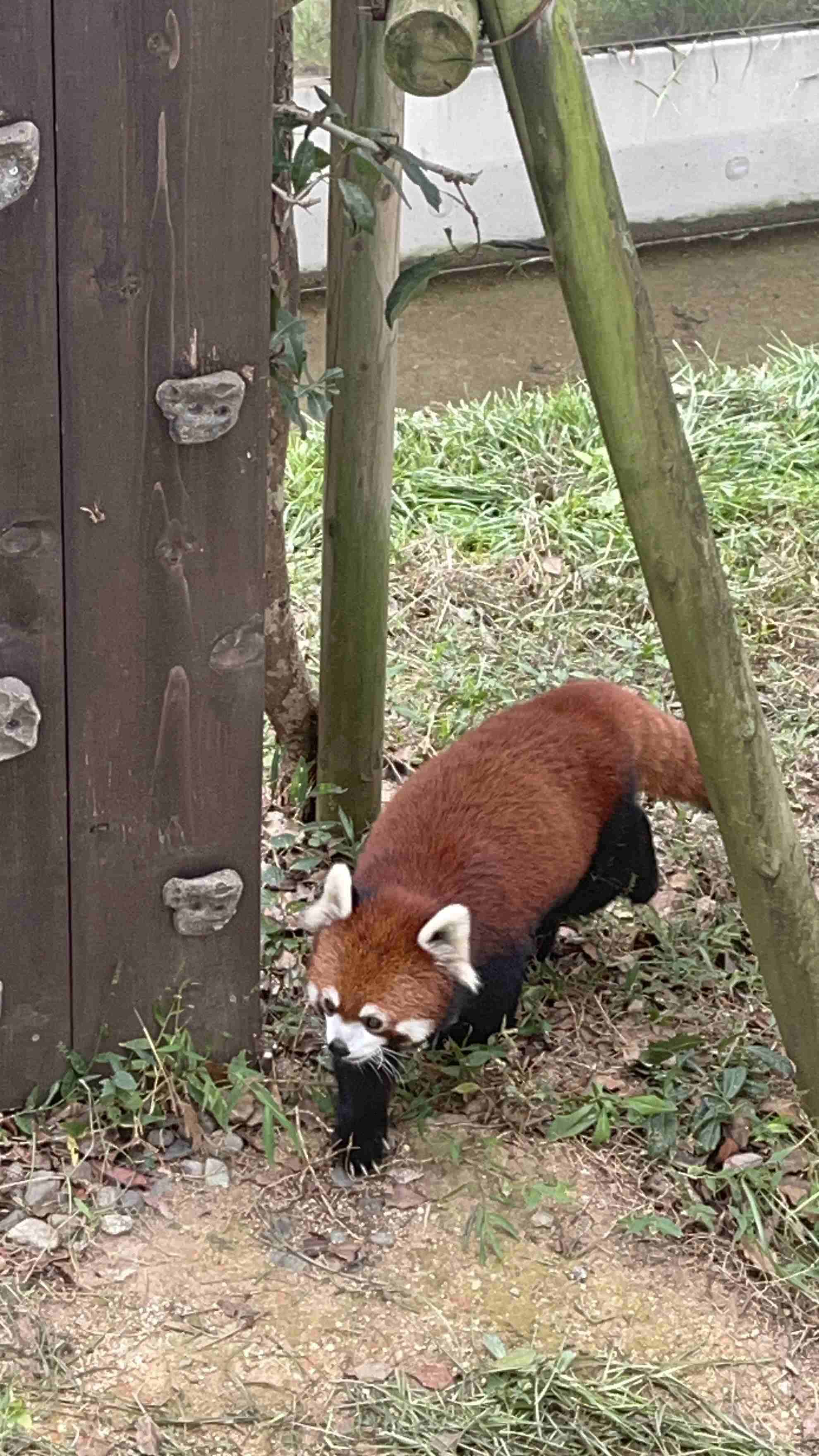 レッサーパンダ好きな人