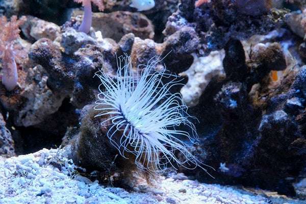 個人的に不思議だと思う生き物