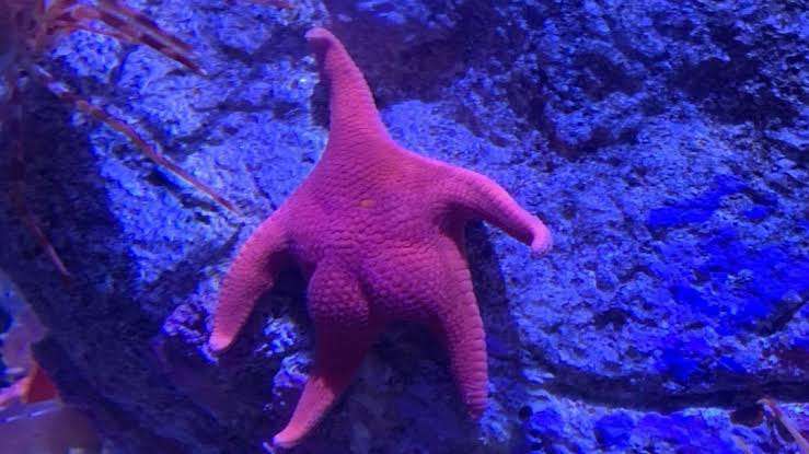 個人的に不思議だと思う生き物