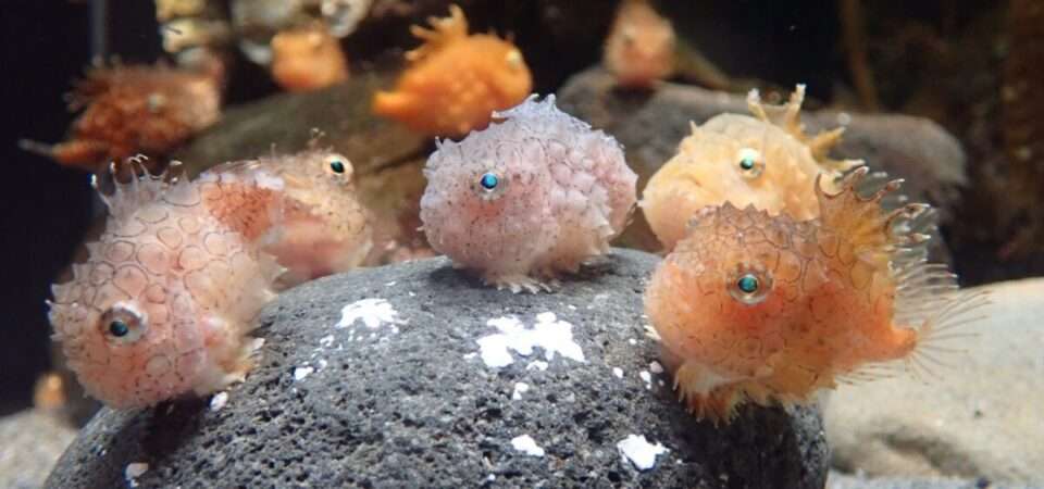 個人的に不思議だと思う生き物