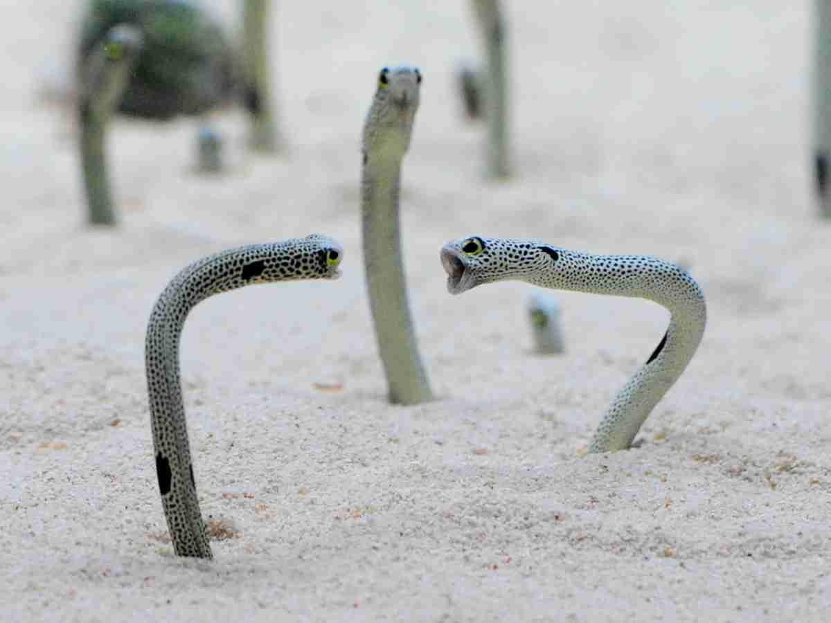 個人的に不思議だと思う生き物