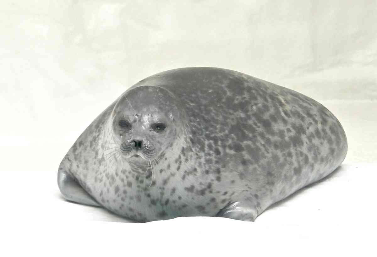 個人的に不思議だと思う生き物