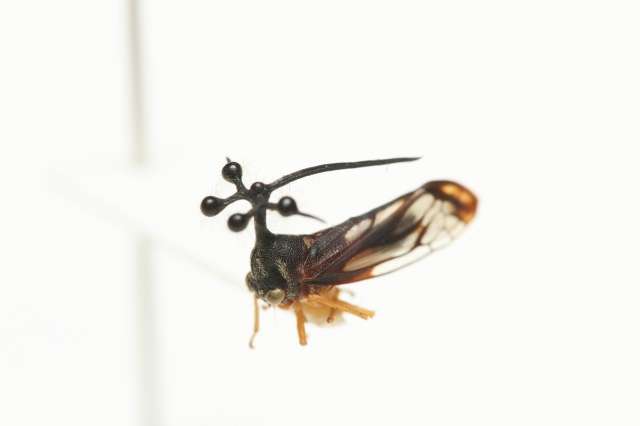 個人的に不思議だと思う生き物