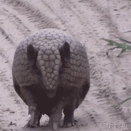 個人的に不思議だと思う生き物