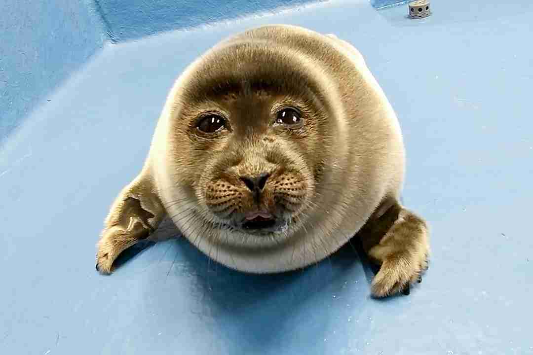 個人的に不思議だと思う生き物