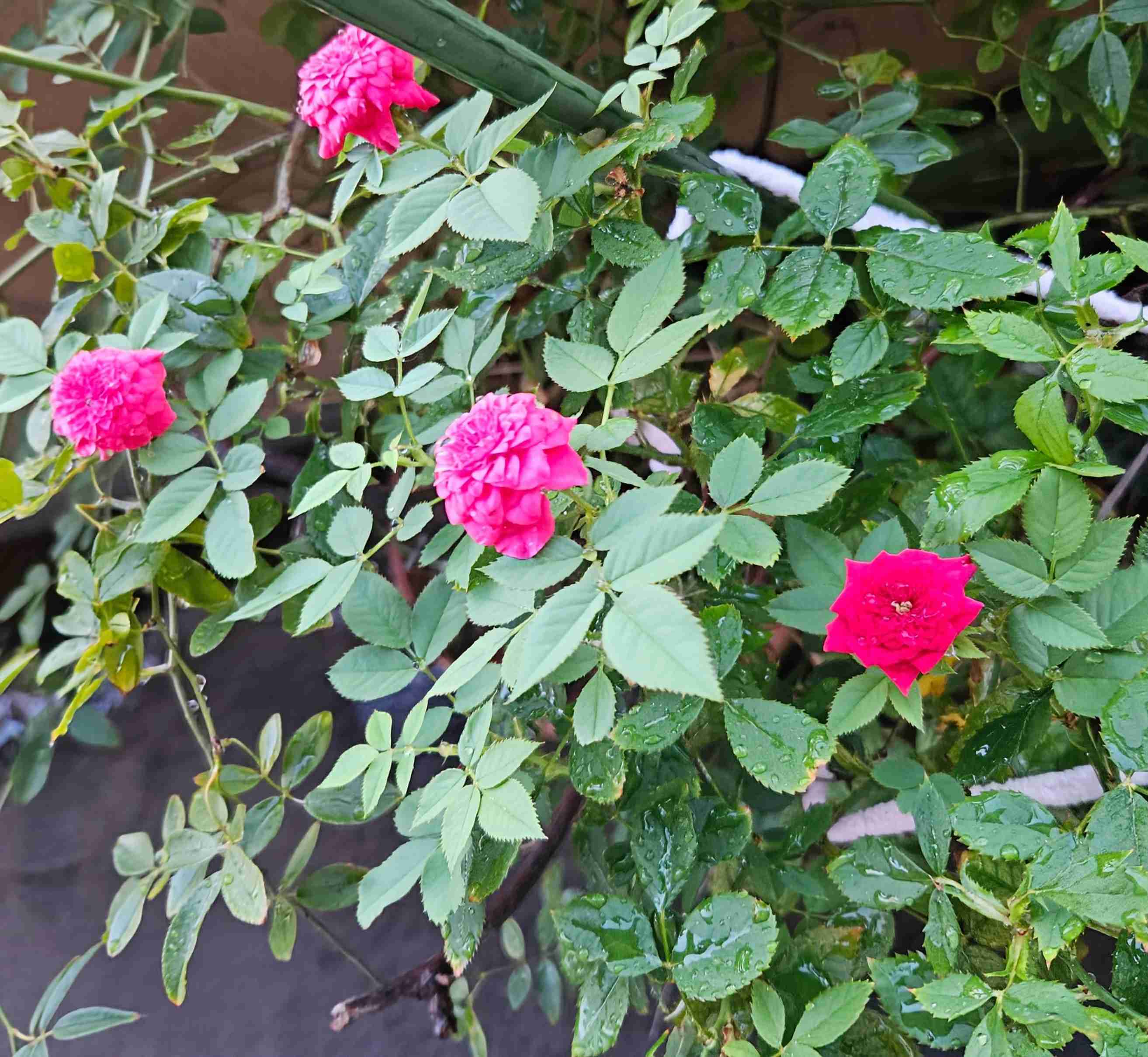 酷暑ですが庭の植栽はどんな感じですか？
