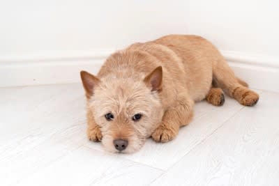 犬の好きな仕草